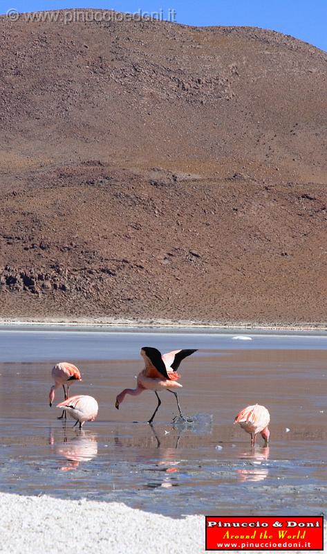 BOLIVIA 2 - Ruta de Las Joyas - Laguna Hedionda - Flamencos - 02.jpg